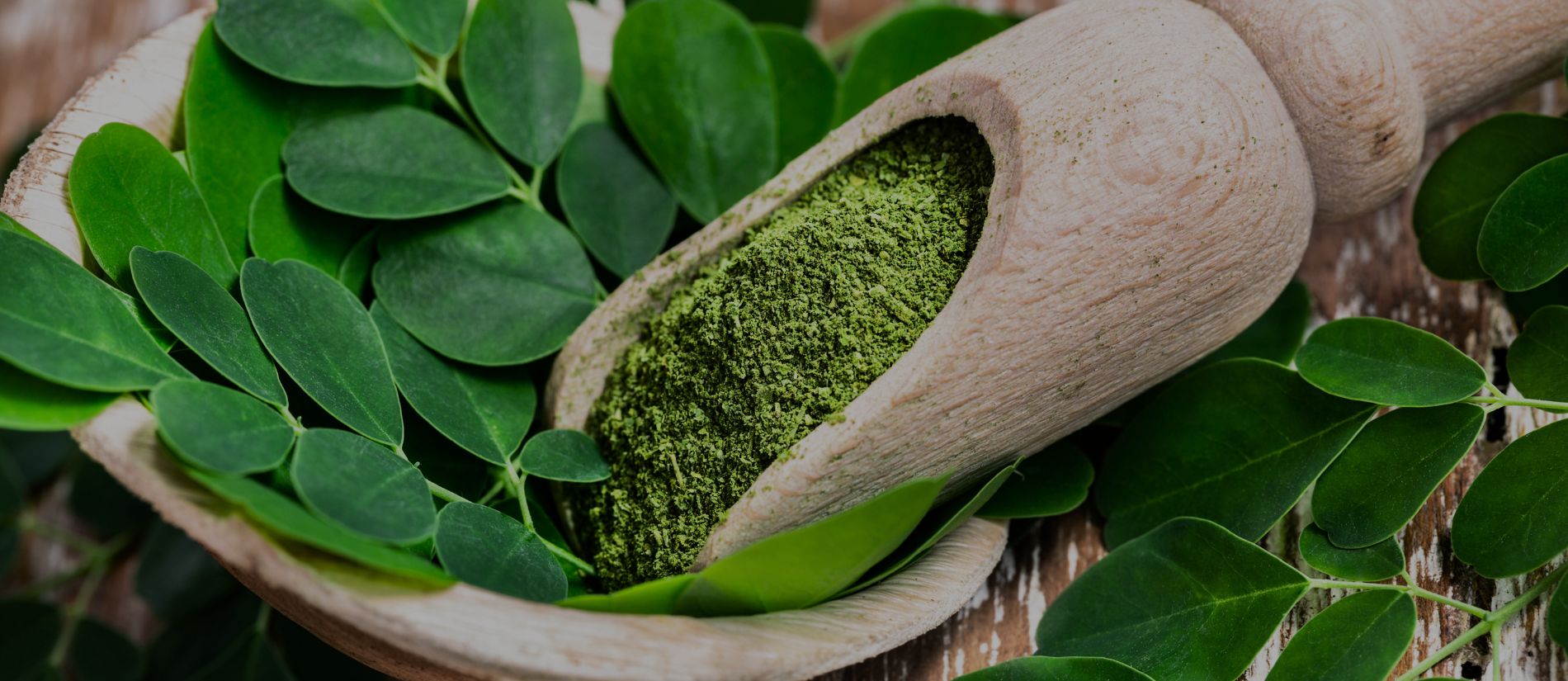 Fenutri Herbal Tea Soursop Cancer Bush Moringa